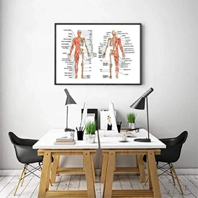 Image of XuFan Human Anatomy Prints Doctor Office Wall Art Poster Decor Bony Muscular System Canvas Painting 40x60cm No Frame
