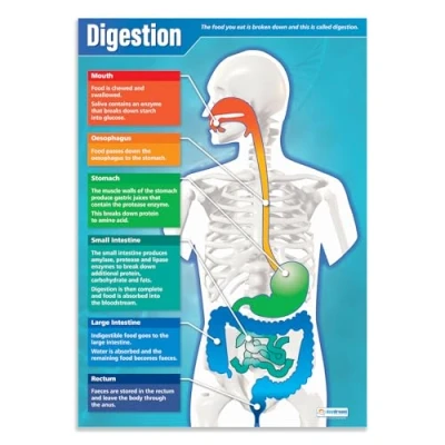 Image of Daydream Education Digestion Classroom Science Poster EXTRA LARGE A1 (850mm x 594mm) Gloss Paper Secondary School Wall Charts