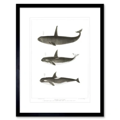 Image of Wee Blue Coo Orca Killer Whales Art Print Framed Poster Wall Decor 12X16 Inch