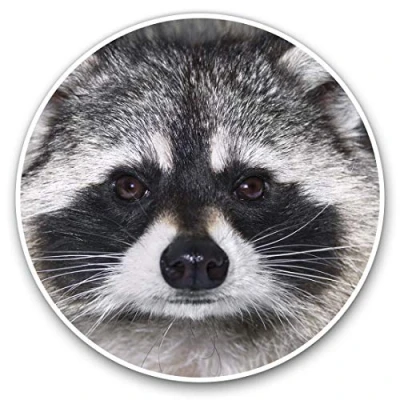 Image of Vinyl Stickers (Set of 2) 7.5cm Cute Raccoon Face #14190