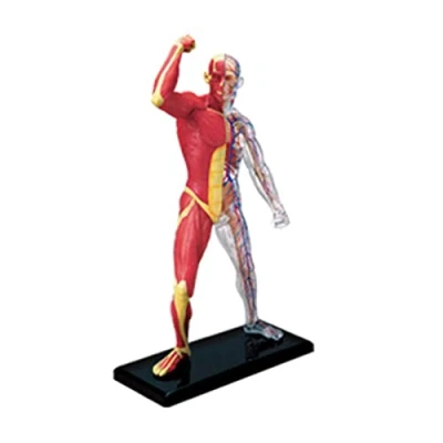 Image of Human Muscle Anatomy Model Body Medical Science Anatomical Muscular System Study Tool for Education Teaching Skeleton