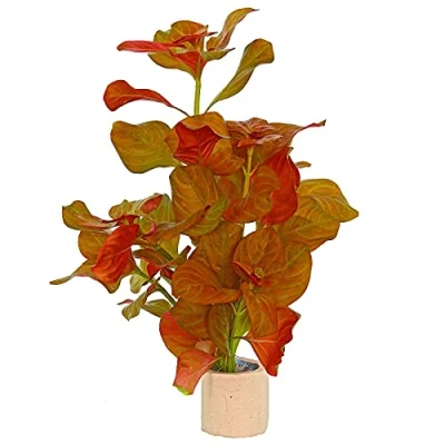 Image of Ludwigia sp. Mesacana 1 Bunch Live aquarium plant