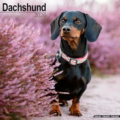 Image of Dachshund Calendar 2026