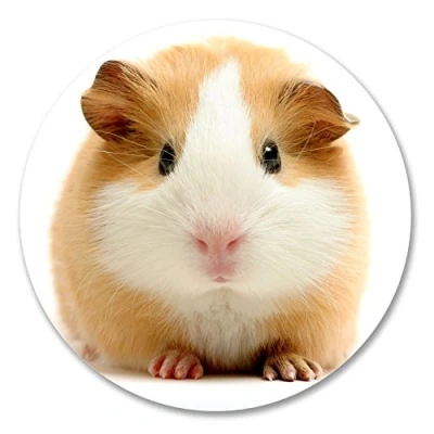 Image of 2 x 10cm Guinea Pig Vinyl Sticker Decal Car Laptop Tablet Helmet Animal #6141 (10cm 10cm)