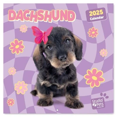 Image of Grupo Erik Wall Calendar 2025 Dachshund 12&quot; x Square 2025, Planner Family Dog