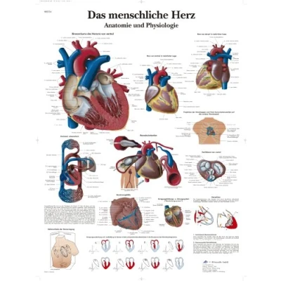Image of 3B Scientific VR0334L Anatomy and Pathology Chart, Laminated, Das Menschliche Herz&#039;, [German Language Product]