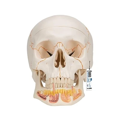 Image of 3B Scientific 1020166 Human Anatomy Classic Skull Model with Opened Lower Jaw, Magnetic Connections, 3 Part and Free Software