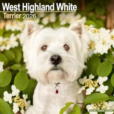 Image of West Highland White Terrier Calendar 2026