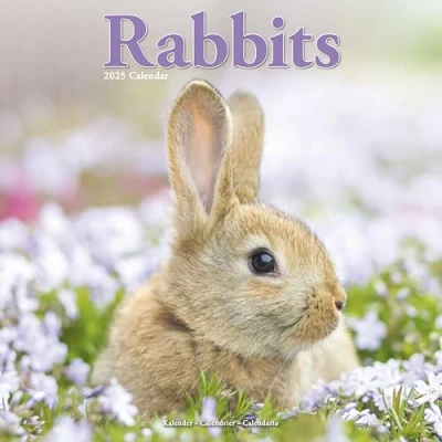 Image of Rabbits 2025 Square Wall Calendar Animal, Wildlife ENGLISH EDITION: Original Avonside Kalender [Mehrsprachig] [Kalender]