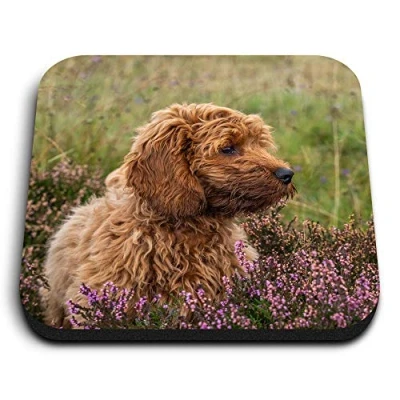 Image of 1 x Square MDF Fridge Magnet Fluffy Cockapoo Puppy Dog 2703