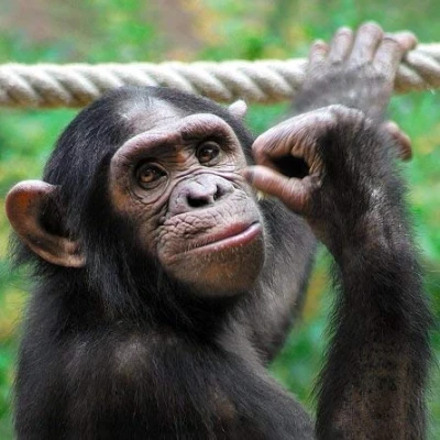 Image of Carte Blanche 3D Holographic Card Up Close Chimpanzee