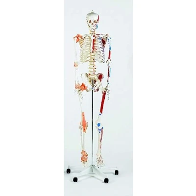Image of PERFORMANCE HEALTH Life Size Model Skeleton with Stand and Wheel Base, Teaching &amp; Science Aid for Classroom, Clinic Medical School