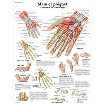 Image of 3B Scientific anatomical board, 1