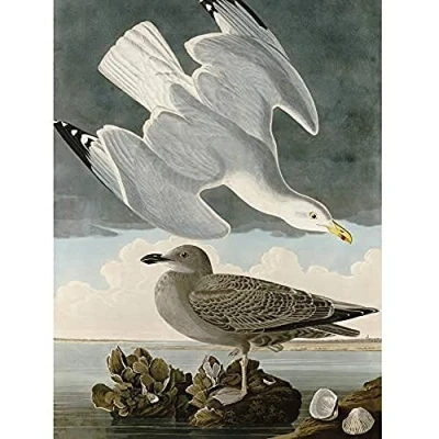 Image of Artery8 Audubon Birds Herring Gull Painting Art Print Canvas Premium Wall Decor Poster Mural