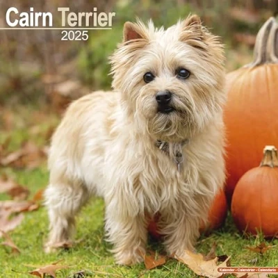 Image of Baker and Bray Cairn Terrier Calendar 2025, Large Square Wall Calendar, 16 Month, Gift Dog Calendar.