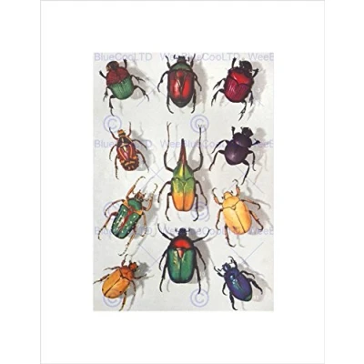 Image of Wee Blue Coo Scientific Beetles Insect Colourful Wall Art Print