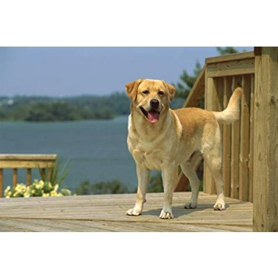 Image of SHILIHOME Labrador Painting By Numbers Diy Unique