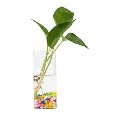 Image of Raguso Hydroponic Container Glass Planter Plants Vase Wall Hanging Planting (Long tube)