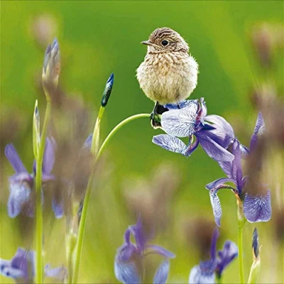 Image of Woodmansterne RSPB Blank/Birthday Card Young Stonechat