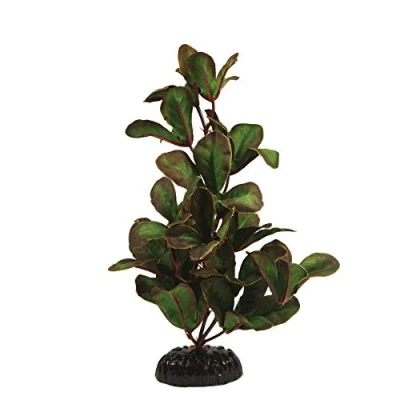 Image of LUdwigia Green Silk Like Plant 50cm by KenKoi
