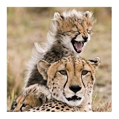 Image of Ani&#039;mates 3D Holographic Card Cheetah and baby