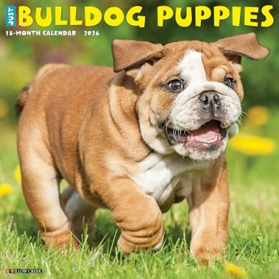Image of Bulldog Puppies Calendar 2026