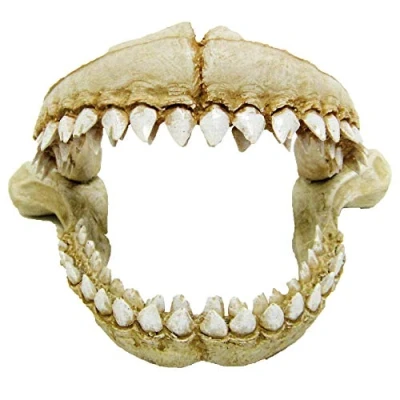 Image of CROCI Shark Teeth, Large