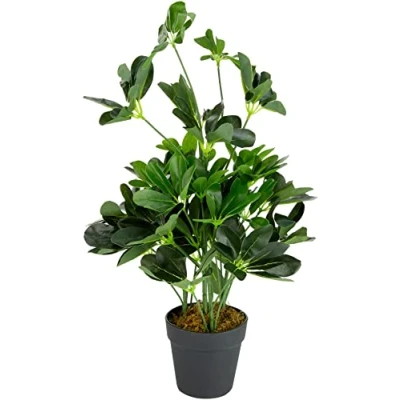 Image of Leaf Artificial Schefflera Arboricola Plant (Umbrella Tree) Black Plastic Pot, Golden Capella, 75cm