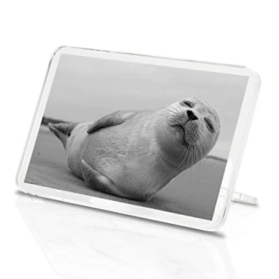 Image of 1 x Fridge Magnet Young Grey Seal Pup Animal #38829