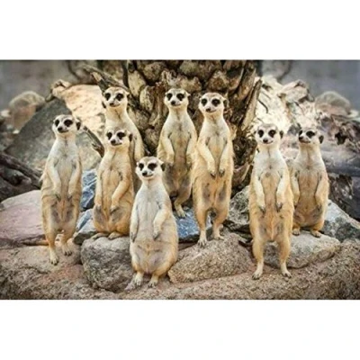Image of TNXEV DIY 5D Diamond Painting Kit,Full Embroidery Rhinestone Cross Stitch Arts Craft for Home Decor Meerkat Family 30x40cm