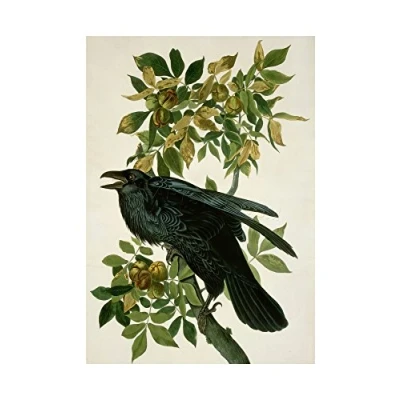 Image of Wee Blue Coo Painting Nature Animal Bird Audubon Raven Wall Art Print