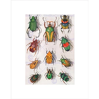 Image of Wee Blue Coo SCIENTIFIC PHOTOGRAPH BEETLES INSECT COLOURFUL RAINBOW FRAMED ART PRINT B12X10133