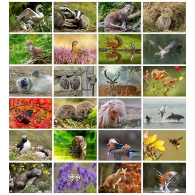 Image of Pack of 24 British Wildlife Greeting Cards Vol 2. Blank and Envelopes. Eco friendly Cards, Envelopes Box. Inside.