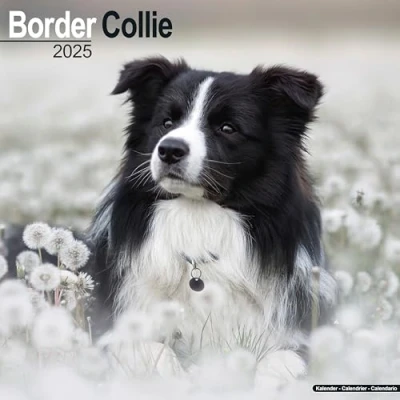 Image of Border Collies 2025 Square Wall Calendar by Red Robin Publishing