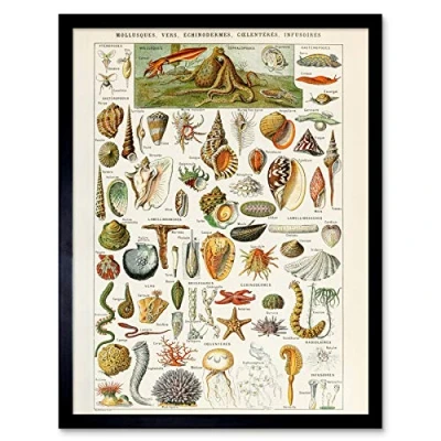 Image of Artery8 Millot Encyclopedia Page Shells Molluscs Art Print Framed Poster Wall Decor 12x16 inch
