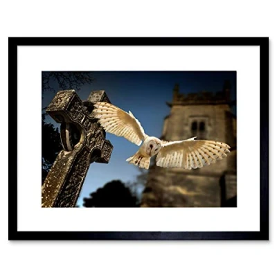 Image of Wee Blue Coo Photo Barn Owl Bird Alba Graveyard Scotland Framed Wall Art Print