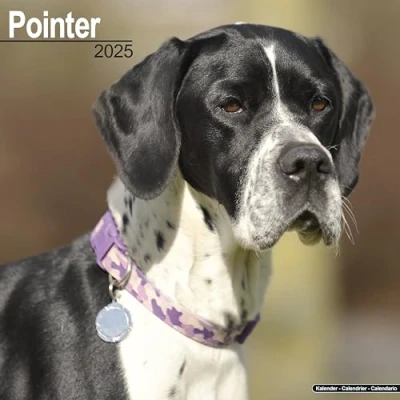 Image of Pointer 2025 Square Wall Calendar Dog Breed Calendar: Original Avonside Kalender [Mehrsprachig] [Kalender]