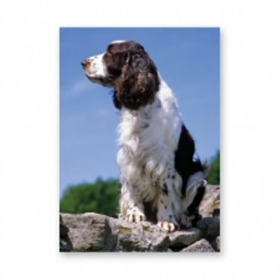 Image of Faithful Friends ENGLISH SPRINGER SPANIEL GREETINGS CARD