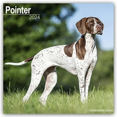 Image of Pointer Calendar 2024 Square Dog Breed Wall 16 Month