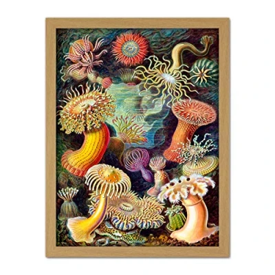 Image of Wee Blue Coo Haeckel Anemone Sea Life Artwork Framed Wall Art Print 18X24 Inch