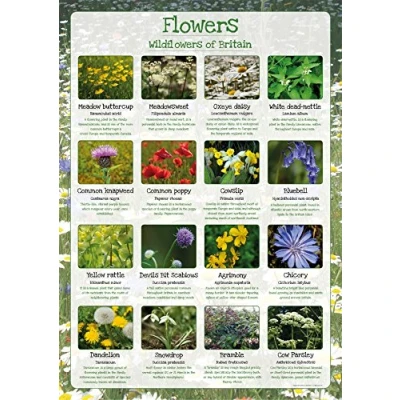 Image of Wildflowers of Britain Paper Laminated Poster (A1)