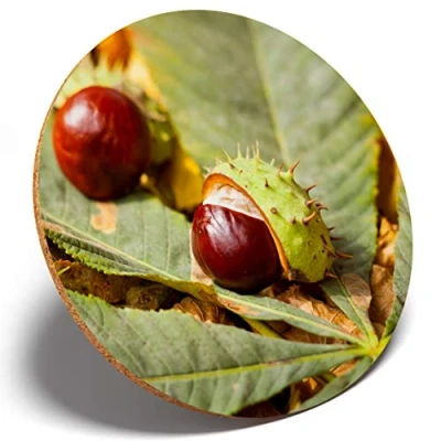 Image of 1 x Conker Horse Chestnut Tree Round Coaster Kitchen Student Kids #2137