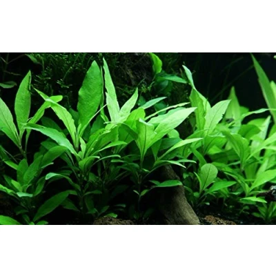 Image of Hygrophila &#039;Siamensis 53B&#039; 1 Bunch Live Aquarium Plant
