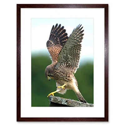 Image of Wee Blue Coo Photo Kestrel Bird Prey Raptor Action Framed Wall Art Print