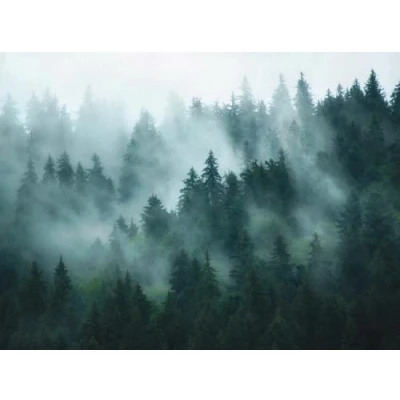 Image of Stories of Life Mural Misty Forest 398981