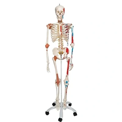 Image of 3B Scientific Human Anatomy Skeleton Model Sam with Muscles and Ligaments, on Pelvis Mounted Rolling Stand A13 Free App Smart