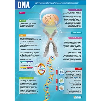 Image of DNA Science Posters Laminated Gloss Paper measuring 850mm x 594mm (A1) Charts for the Classroom Education by Daydream