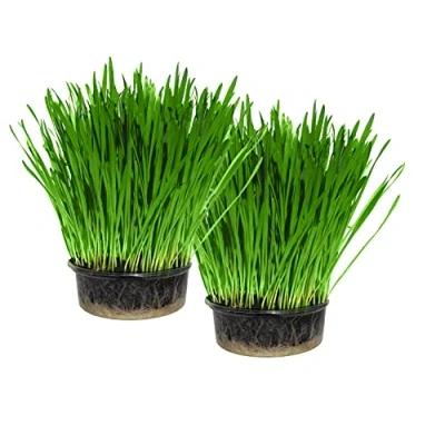 Image of Cat Grass Kit x 2 (Grow your own) By FurNature