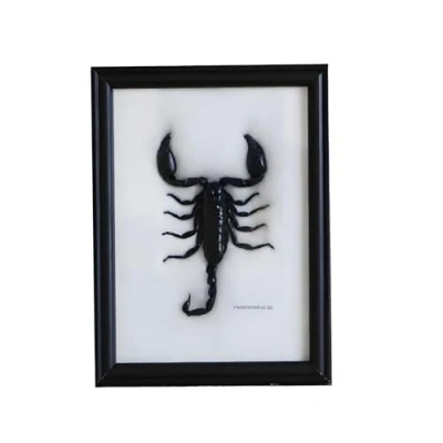 Image of Guoyoocc Real Insect Specimen Scorpion Taxidermy,Picture Frame Craft Display Photo Frame,Mounted In An Frame,Animals Preserved Taxidermy Bug Collection Framed,15 * 20cm