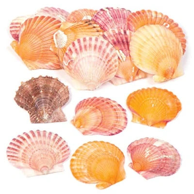 Image of Baker Ross AV168 Mini Scallop Craft Shells (Pack of 250 g) Bag Seashells For Kids Arts and Crafts,Assorted,3.5 7.5 cm